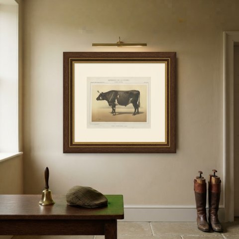Normandy Ox, French Cattle Breed, Antique Chromolithograph by Borie, 1863, shown framed on a wall