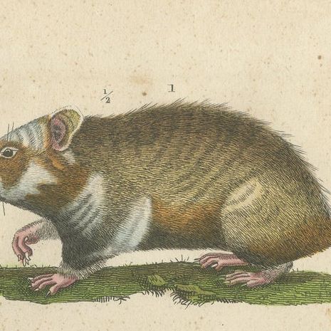 Antique Engraving of Rodents: Hamster, Jerboa, Pocket Gopher, and Beaver - 1825, close-up 6
