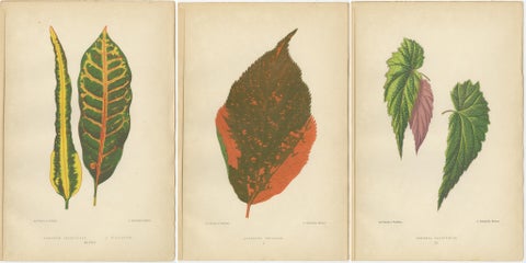 Botanical Elegance: A Trio of Antique Foliar Portraits, Published in 1880, view 5