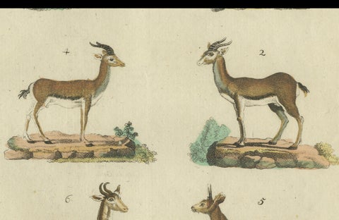 Original Hand-Colored Antique Print of various Antelope Species, circa 1820, close-up 4