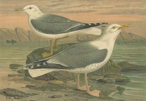 Antique Bird Print of Gulls on Rocky Coastline, 19th Century Seabirds, close-up 4