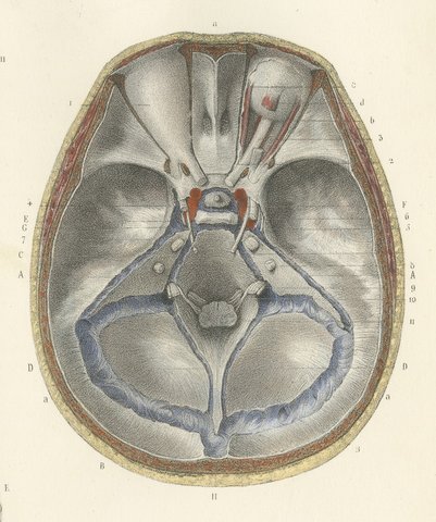 The Base of the Skull and Its Dural Folds, Hirschfeld Anatomy Print, 1866, view 5