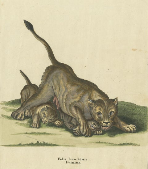 Original Antique Print of a Lioness and Lion Cubs by Ridinger, view 3