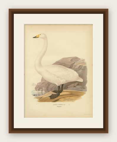 Antique Scandinavian Swan Lithograph, Cygnus Cygnus, Svenska Fåglar 1929, shown framed