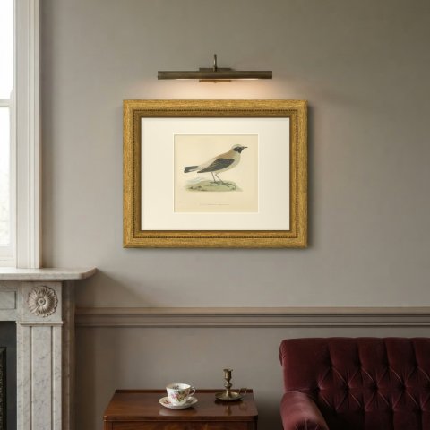 Black-Throated Wheatear on a Grassy Mound, Hand Colored Print, 1896, shown framed on a wall