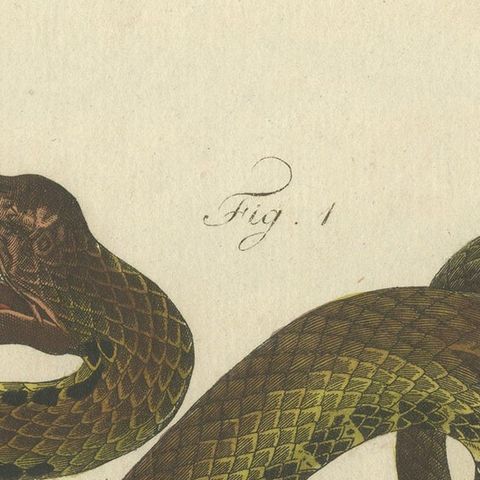 Antique Print of Various Viper Snakes 'c.1800', close-up 1