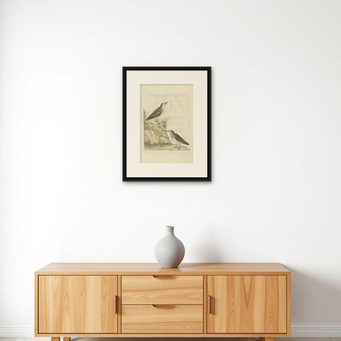 Antique Bird Print of a Sanderling by Sepp & Nozeman, 1797, shown framed on a wall