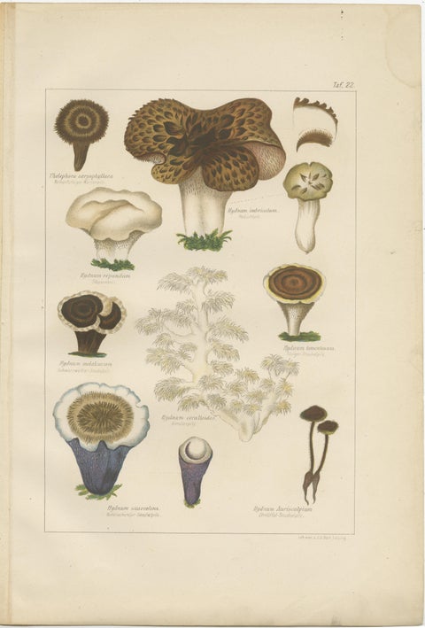 Set of 6 Antique Mycology Prints of the Common Stinkhorn & Other Mushrooms, 1875, view 4