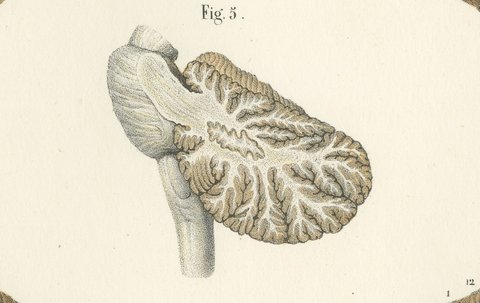 The Cerebellum, Antique Hirschfeld Anatomy Print, 1866, view 5