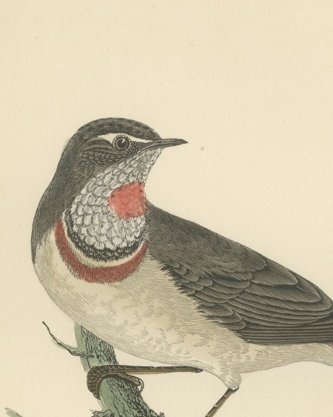 Bluebreast or Bluethroat on a Forked Branch, Antique Bird Print, 1896, close-up 1