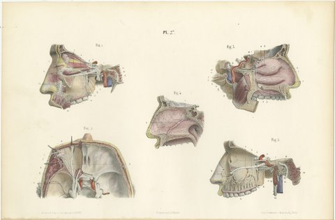 Nerves of the Nose, Palate and Upper Jaw, Antique Hirschfeld Anatomy Print, 1866, view 2