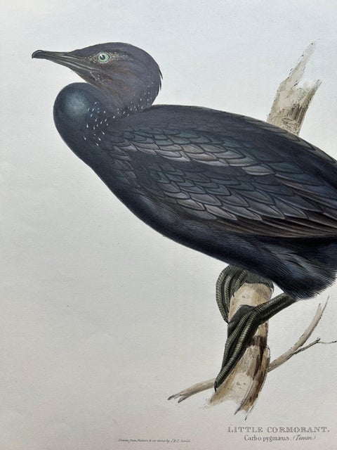Little Cormorant, Antique Bird Lithograph by John Gould, c.1832, view 5