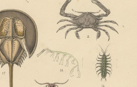 Crustaceans & Marine Invertebrates Print: Crab, Lobster, Horseshoe Crab - 1867, close-up 2