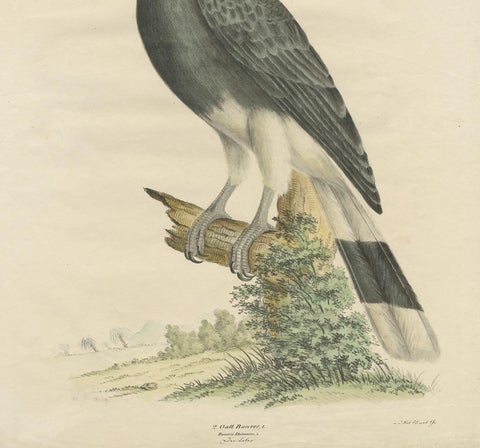 Antique Bird Print of the Rhinoceros Hornbill by Goldfuss, circa 1824, view 4