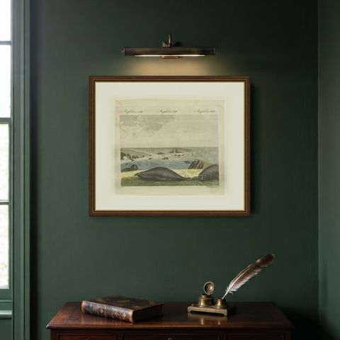 Elephant Seals on a Rocky Shore, Antique Bertuch Print, Vienna, circa 1809, shown framed on a wall