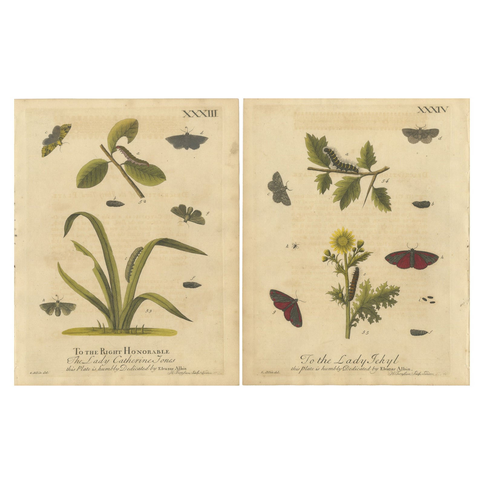 Antique English Moths and Caterpillars on Grass & Flowering Plants, Albin 1720