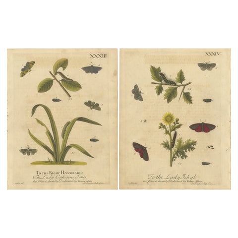 Antique English Moths and Caterpillars on Grass & Flowering Plants, Albin 1720