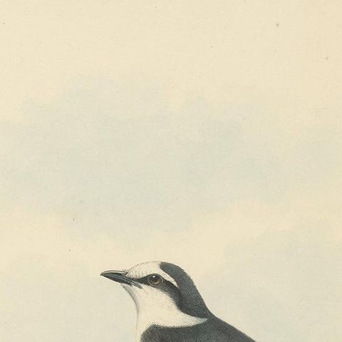 Antique Bird Print of the Swinhoe's Minivet by Gould, circa 1850, close-up 1