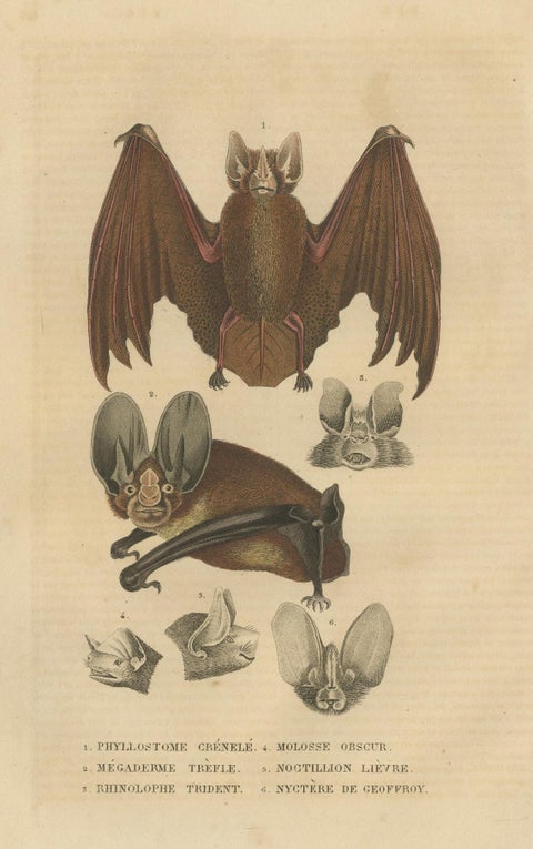 1845 Handcolored Bat Engraving: A Study of Chiroptera Diversity, view 3