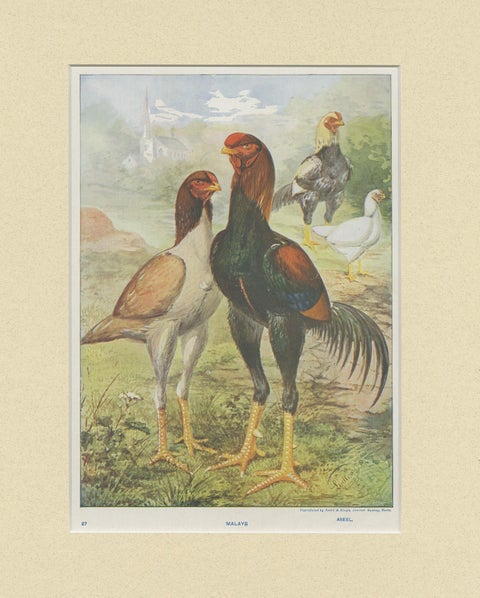 Antique Bird Print of Malay Chicken by André & Sleigh 'circa 1900', view 4