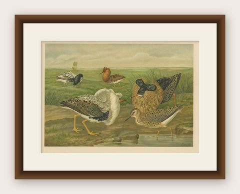 Antique Bird Print of Ruffs and Reeves in Breeding Plumage, 19th Century, shown framed
