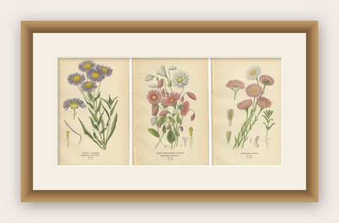 Antique Botanical Prints: Showy Fleabane, Rosy Everlasting & Acroclinium Roseum, shown framed