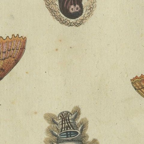 Life Cycle of Moths and Caterpillars: Stages of Transformation, Bertuch, 1805, close-up 6