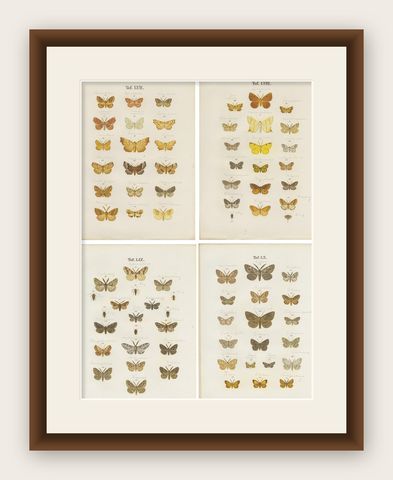 Set of 4 Antique Prints of Various Butterflies and Moths by Ramann, circa 1870, shown framed