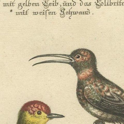 Red-Headed Yellow-Bodied Bird and White-Tailed Hummingbird: Hand-Coloured, 1773, close-up 4