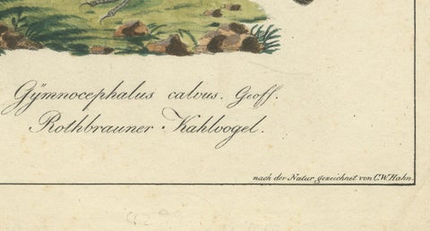 Elegant Misnomer: The Rusty-Brown Bird of Hahn's Legacy, circa 1820, close-up 1