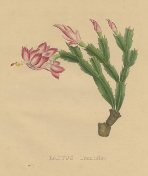 Botanical Beauty: Schlumbergera - The Christmas Cactus, circa 1832, view 3