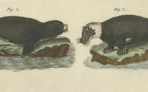 Antique Handcolored Engraving of Seals and Amphibious Mammals, c.1800, close-up 1