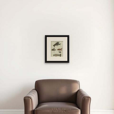 Fascinating Crustaceans and Marine Anatomy: Hand-Colored 19th-Century Engraving, shown framed on a wall