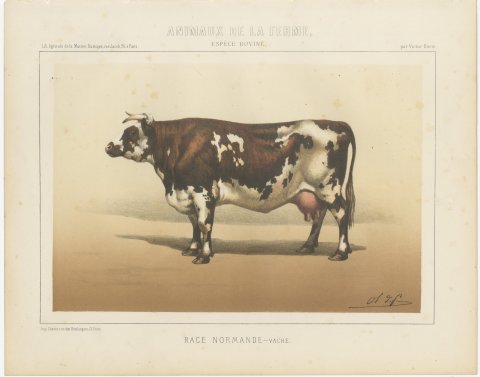 Normandy Cow, French Cattle Breed, Antique Chromolithograph by Borie, 1863, view 2