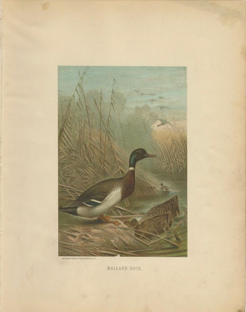 Antique Chromolithograph Print of Mallard Duck, 1898, Mounted, close-up 1