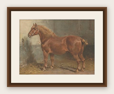 Antique Print of the Suffolk Horse by O. Eerelman, 1898, shown framed