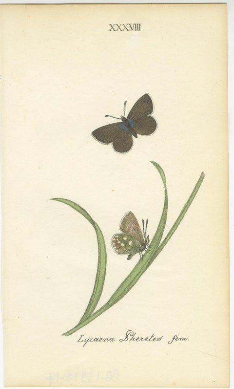 Small-Format Butterfly Engravings with Botanical Studies, 1835, view 4