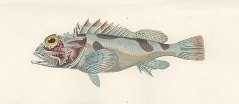 Museum-Quality Illustration of Rare Pacific Fish, Hand-Colored 1846, close-up 3