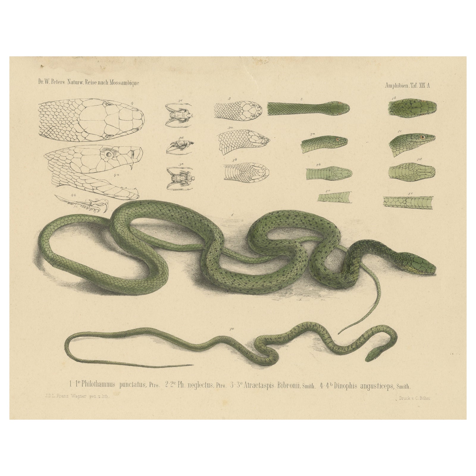 Antique Print of Philothamnus and other Snake Species