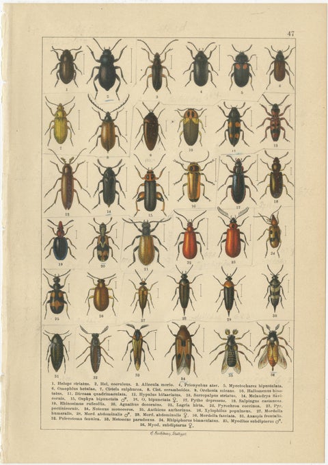 Decorative Antique Beetle Prints, Vibrant Chromolithograph Set of 8, Calwer 1893, view 8