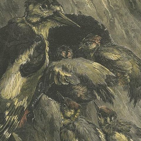 Antique Bird Print of Woodpeckers '1879', close-up 2