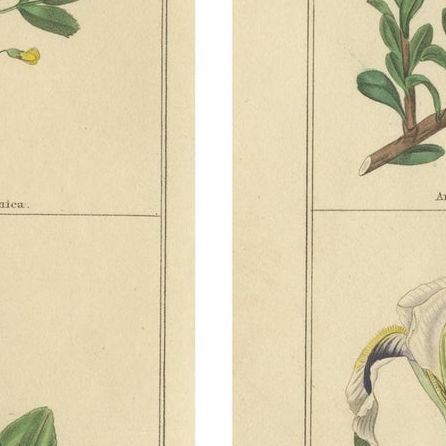 Antique Botanical Flower Studies by Benjamin Maund, London c.1836, close-up 2