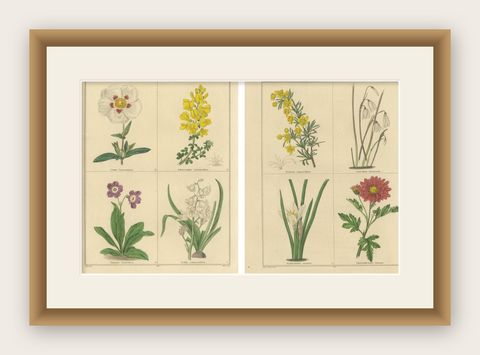 Antique Floral Engravings by B. Maund from The Botanic Garden 1836, shown framed