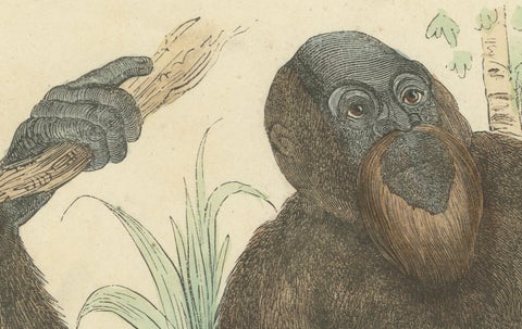 Der gemeine Orang-Utan (Common Orangutan) - Hand-Colored Zoological Print, 1840, close-up 1