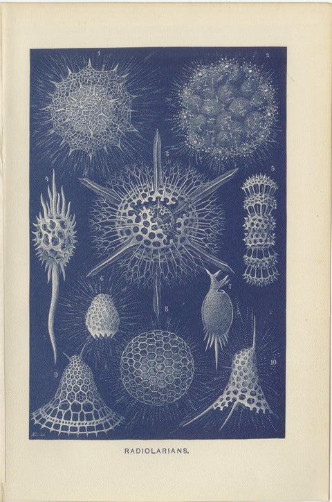 Radiolarians, Blue Scientific Natural History Plate from Lydekker, 1896, view 2