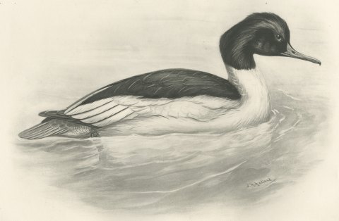 Goosander Drake Swimming, Plate CXCI after Lilian Medland, c. 1909, close-up 1