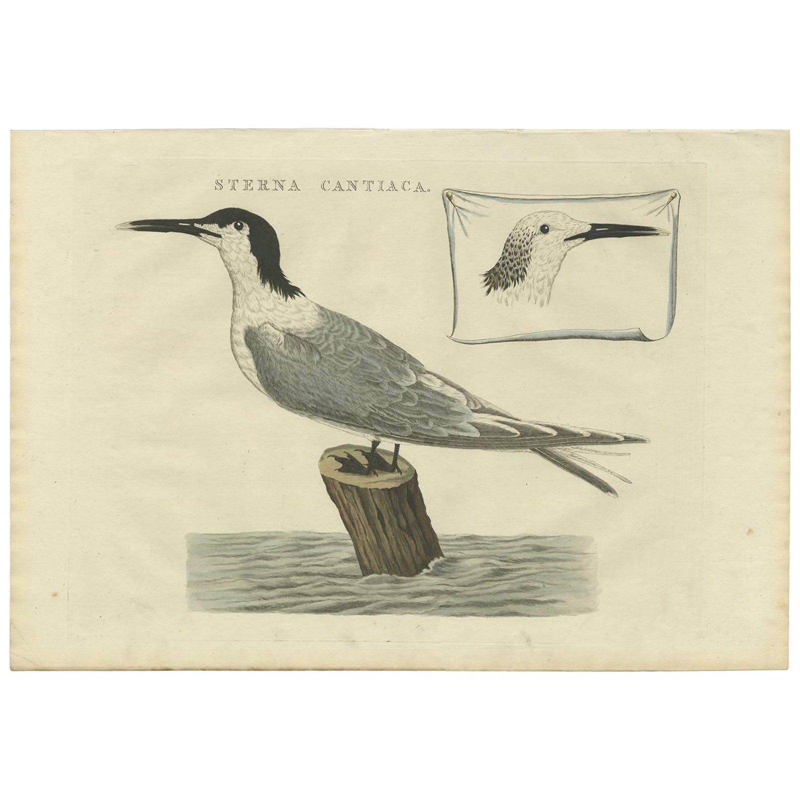 Sandwich Tern, Sterna Cantiaca, Antique Hand-Coloured Bird Print, c.1829
