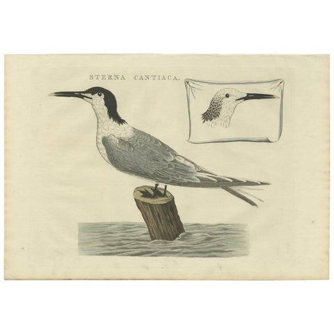 Sandwich Tern, Sterna Cantiaca, Antique Hand-Coloured Bird Print, c.1829