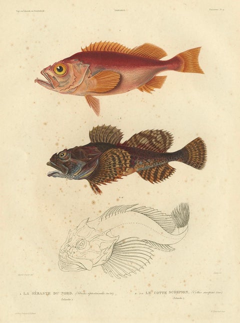 Antique Ichthyology Print, Norway Redfish & Sculpin from Gaimard, 1842, close-up 5