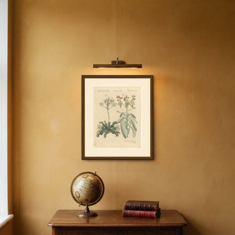 Venus Flytrap Carnivorous Plant, Antique Bertuch Print, circa 1805, shown framed on a wall